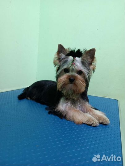 Стрижка кошек и собак. Груминг