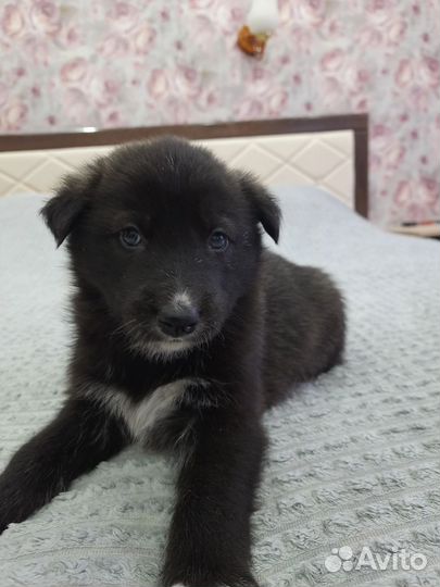 Щенки метисы немецкой овчарки