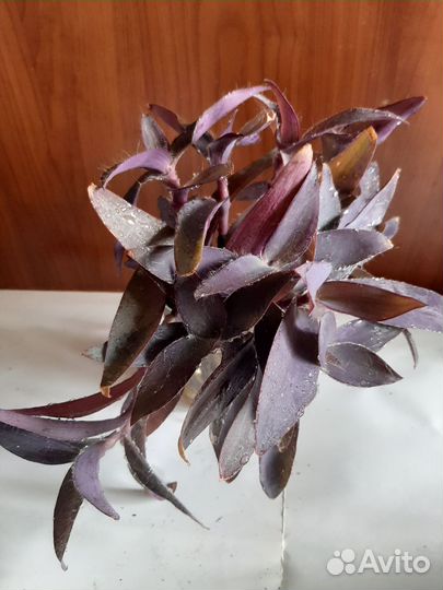 Традесканции