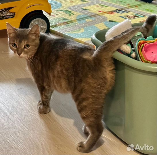 Кошечка в добрые руки