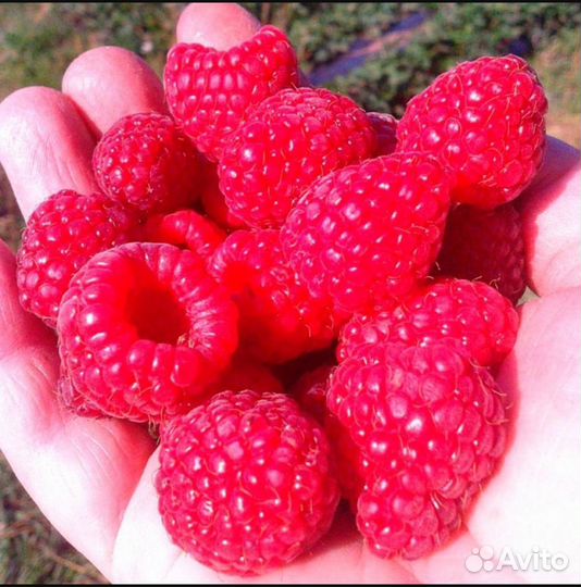 Ремонтантная малина кусты