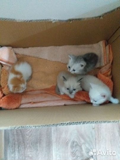 Котята ищут хозяев. Отдам в добрые руки