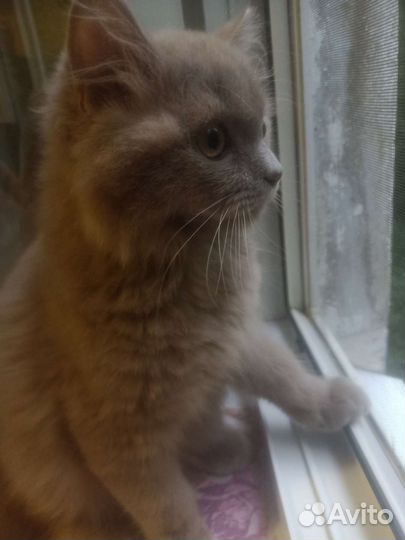 Кошечка 6 месяцев