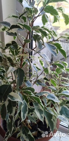 Фикус бенджамина