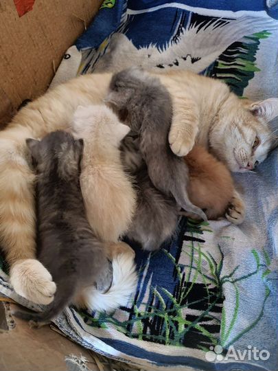 Кошка