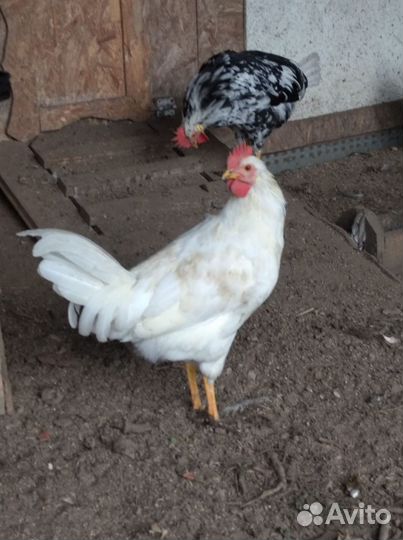Петухи