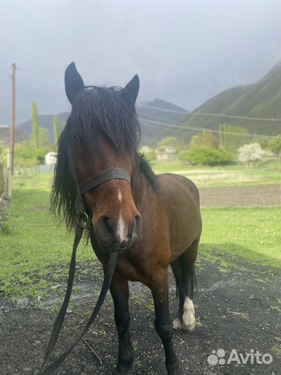 Продаются лошади