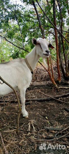 Козы дойные