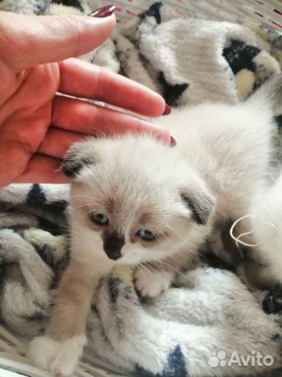 Продам милашек