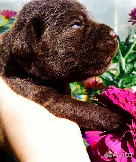 Щенки лабрадора
