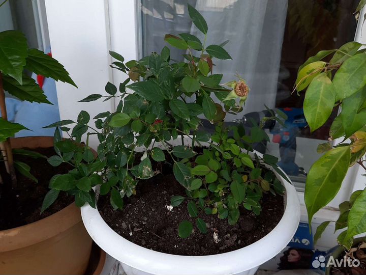 Цветок китайская роза большой, средний. Простая ро