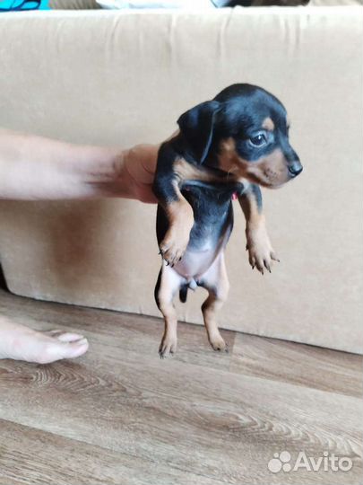 Цвергпинчер