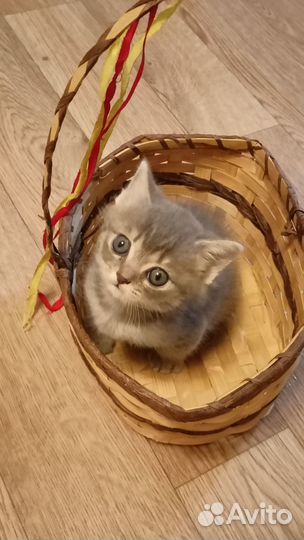 Отдам кошечку в добрые руки