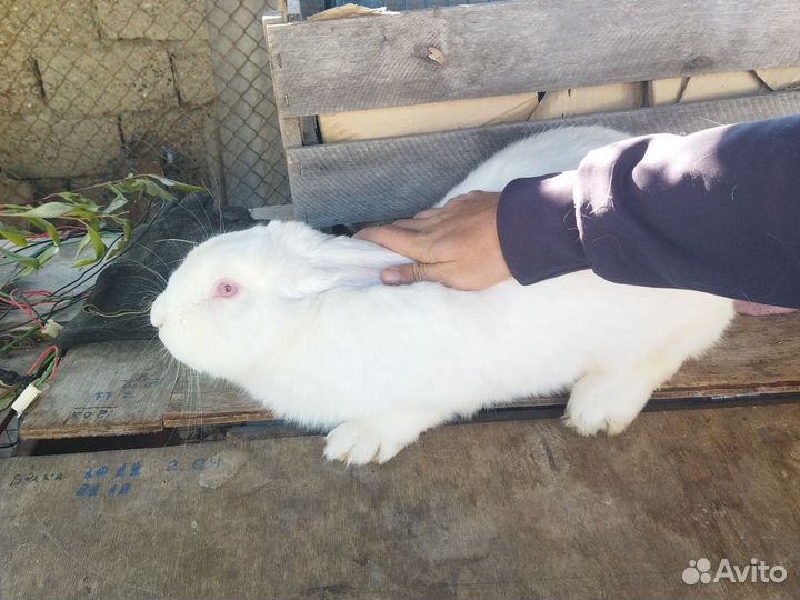 Кролик самец