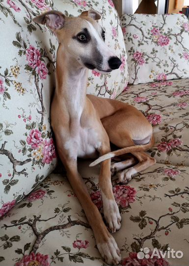 Собака для фотосессии или рекламы