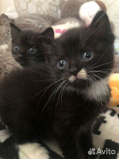 Котята в добрые руки а дар