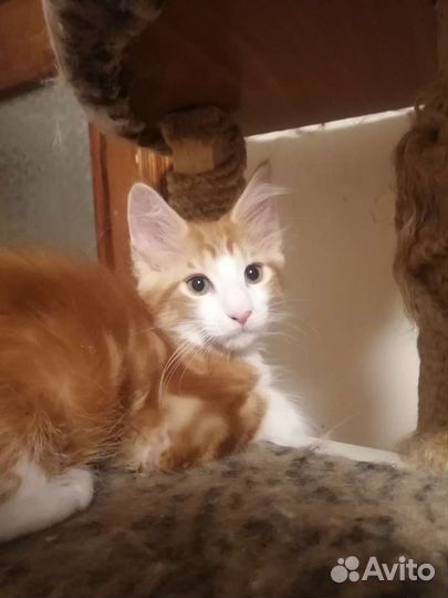 Котята мейн-кун