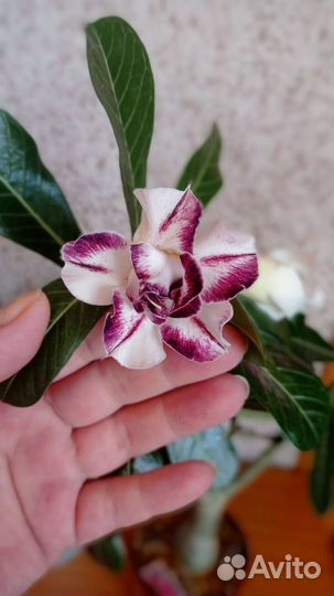 Адениум привитый