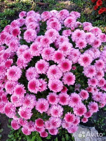 Саженцы хризантемы гортензия клематисы