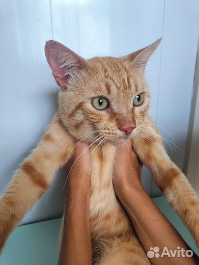 Рыжий котик ищет дом