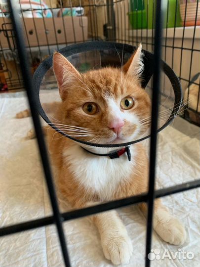 Раненый кот