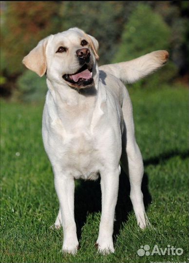 Отдам в добрые руки лабрадора
