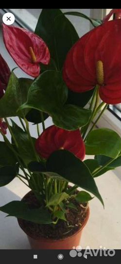 Антуриум красный большой