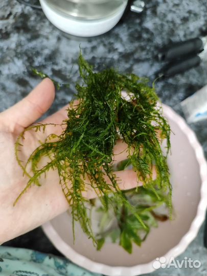 Аквариумное растение