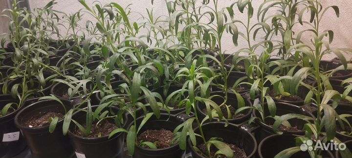 Эстрагон (Тархун) Грибовчанин