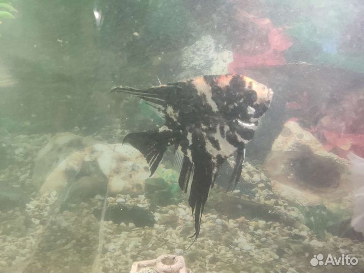 Аквариум с рыбками