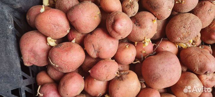 Продам картофель домашний