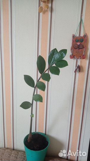 Замиокулькас