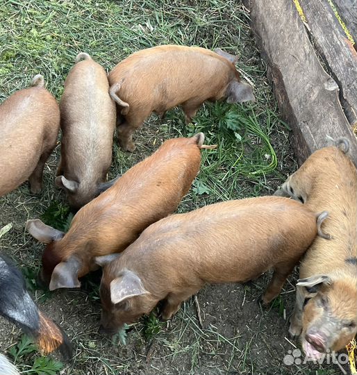 Поросята
