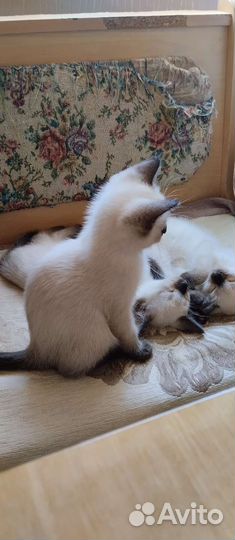 Тайские котята