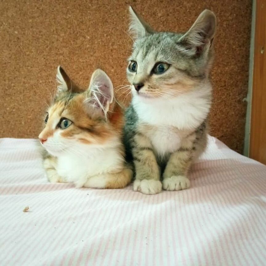 2 котёнка девочки