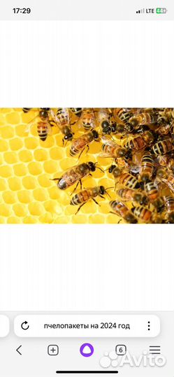 Пчелопакет - отводки 24 г