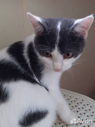 Котенок в добрые руки