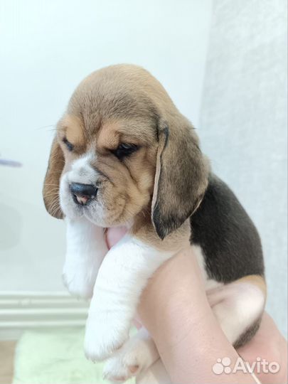 Щенки бигль