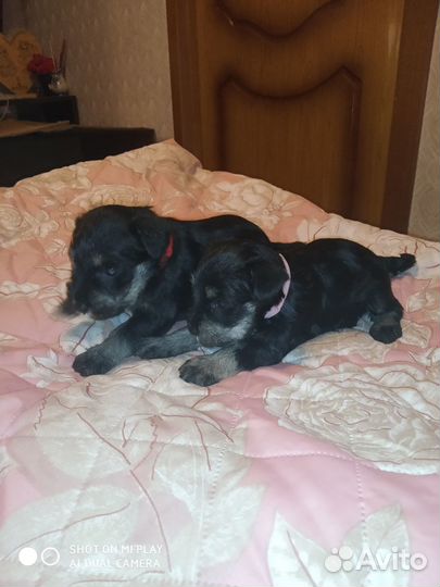 Цвергшнауцер черный с серебром щенки