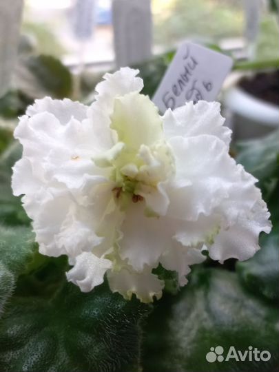 Сортовые фиалки 2