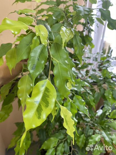 Фикус бенджамина