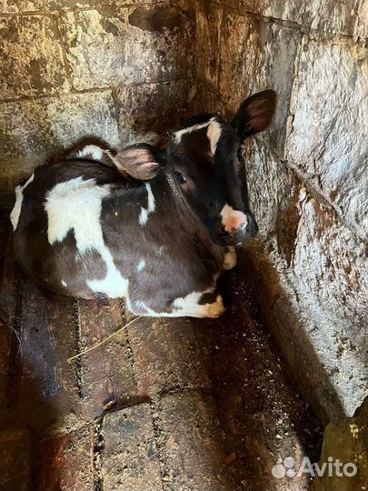 Продам телят