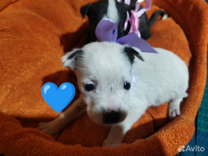 Щенки в добрые руки