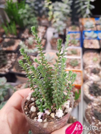 Суккуленты