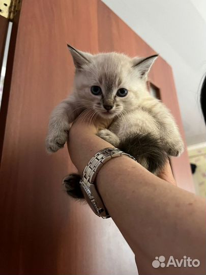 Котята в добрые руки приучены к лотку