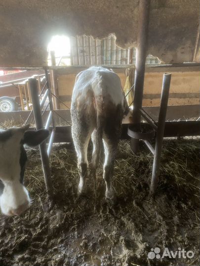 Телка и бычек