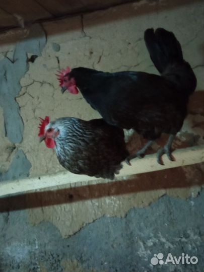 Куры несушки