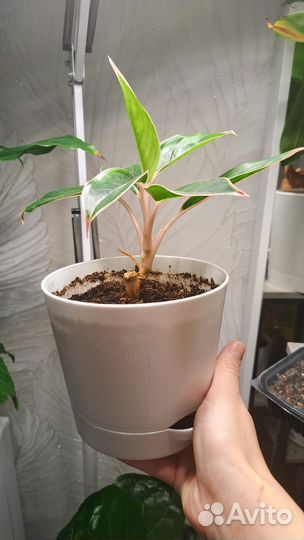 Аглаонема салмон фэнтези