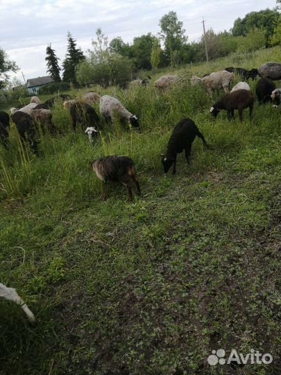 Овцы бараны ягнята