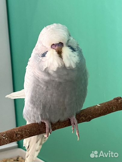 Выставочные волнистые попугаи чехи